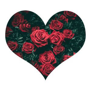 Valentine Red Roses